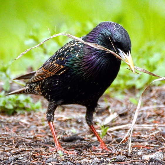 A starling gathering nesting materials. Photo © hedera.baltica / Flickr through a Creative Commons license